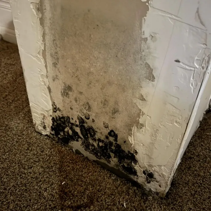 Professional Mold Removal in Ross, CA